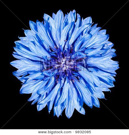 Blu fiore Fiordaliso - Centaurea Cyanus isolato su sfondo nero