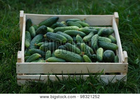 Cucumbers Harvest