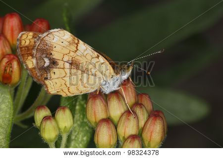 Female Pearly Crescentspot Butterfly On Butterfly Milkweed