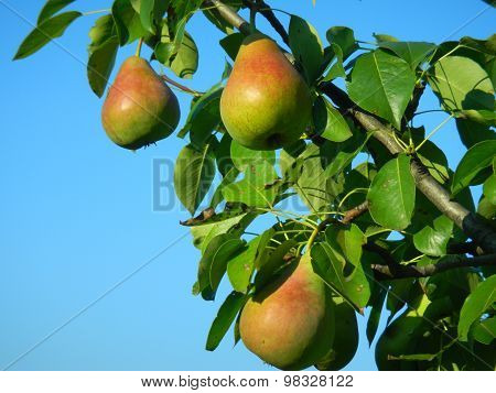 Pears on the tree