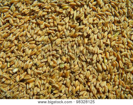 Wheat grain