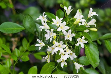 White Flowers
