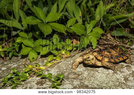 Pancake Tortoise