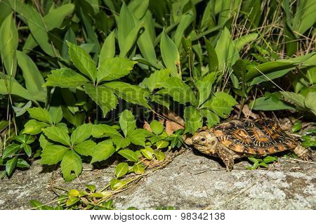 Pancake Tortoise