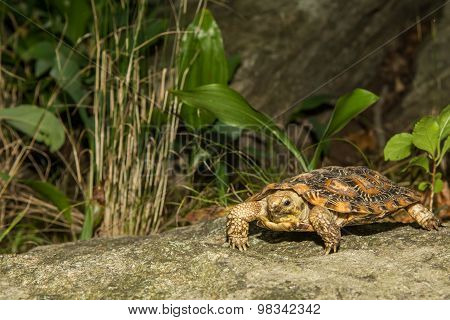 Pancake Tortoise