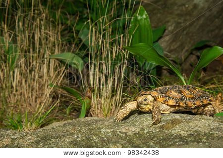 Pancake Tortoise