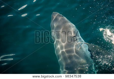 Great White Shark