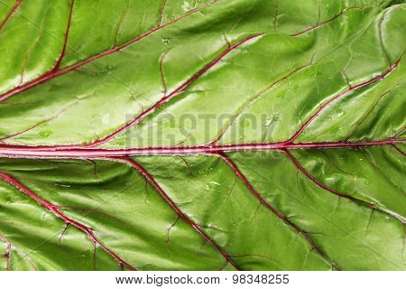 Fresh swiss chard, close up