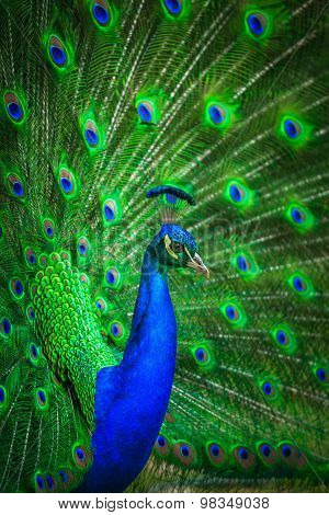 Portrait of beautiful peacock