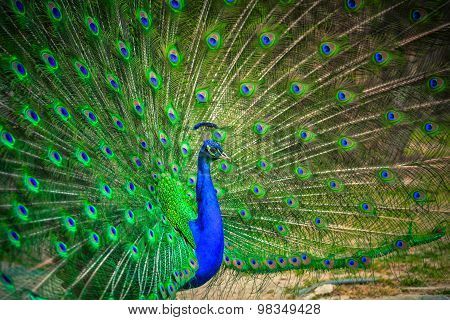 Portrait of beautiful peacock