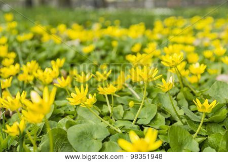 Lesser Celandine (ranunculus Ficaria, Ficaria Grandiflora Robert, Ficaria Verna Huds.)
