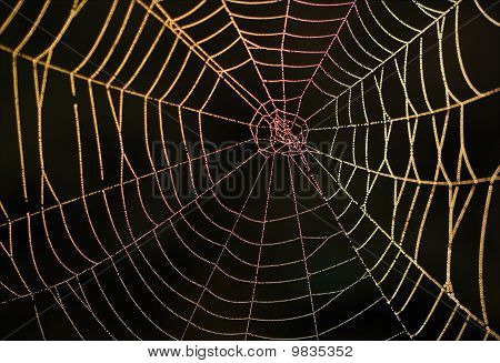 Rainbow Web.