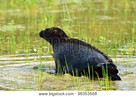 VALAAM ISLAND, RUSSIA - JULY 29, 2015: Ladoga ringed seal released into the lake Ladoga after rehabilitation. Animal was cured in the Center of study and conservation of marine mammals