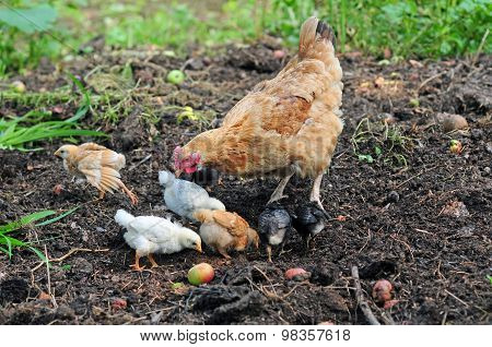 Mother hen with chickens