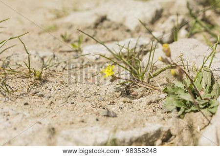 Plant (diplotaxis Muralis) From The Family Brassicaceae