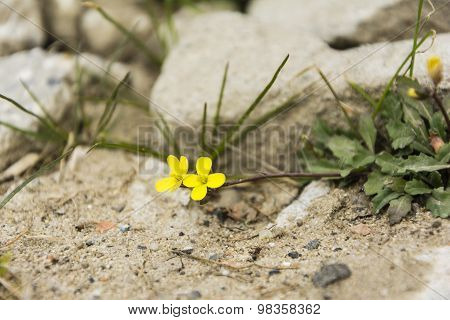 Diplotaxis Muralis Plant With Yellow Flowers