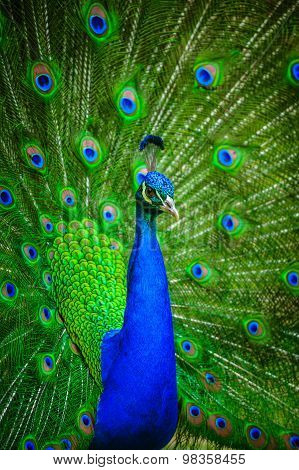 Portrait of beautiful peacock