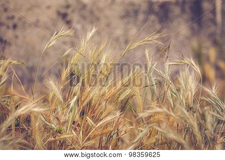 straw background