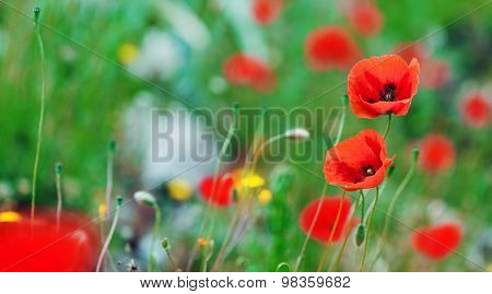 Red poppies