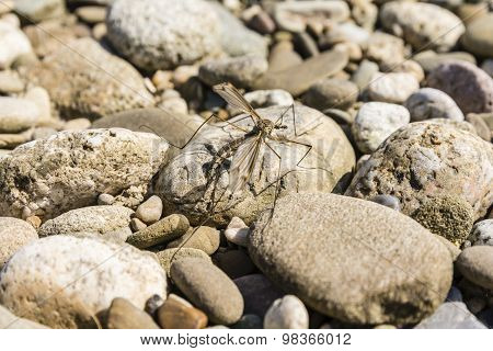 Insect (tipula Sp.) Of The Order Diptera