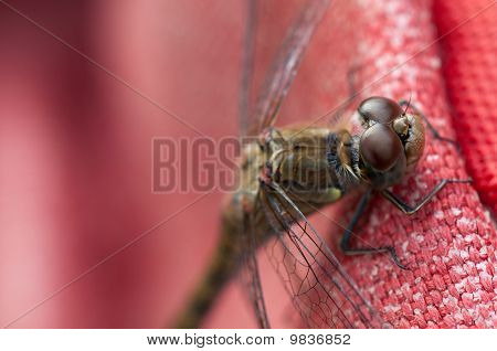 Suuri Darter