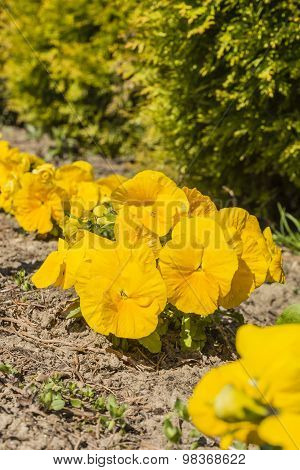 Pansy (garden Pansy, Viola Tricolor Var. Hortensis, Viola Ã--wittrockiana Gams)