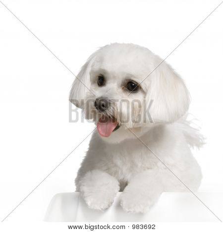 Bichon Maltais