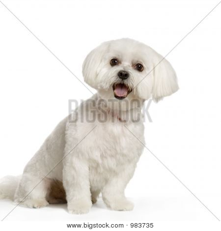 Bichon Maltais