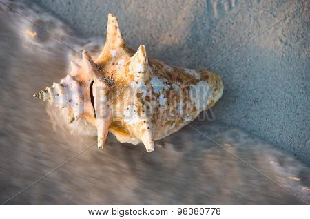 Seashell