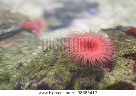 Pink Beadlet Anemone