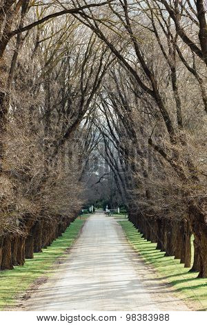 Tree Lined Laneway