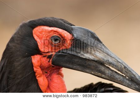 Hornbill