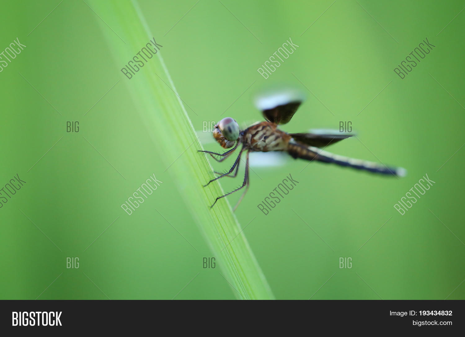 Download high-quality Dragonfly on leaf rice agricultural areaFocus on imag