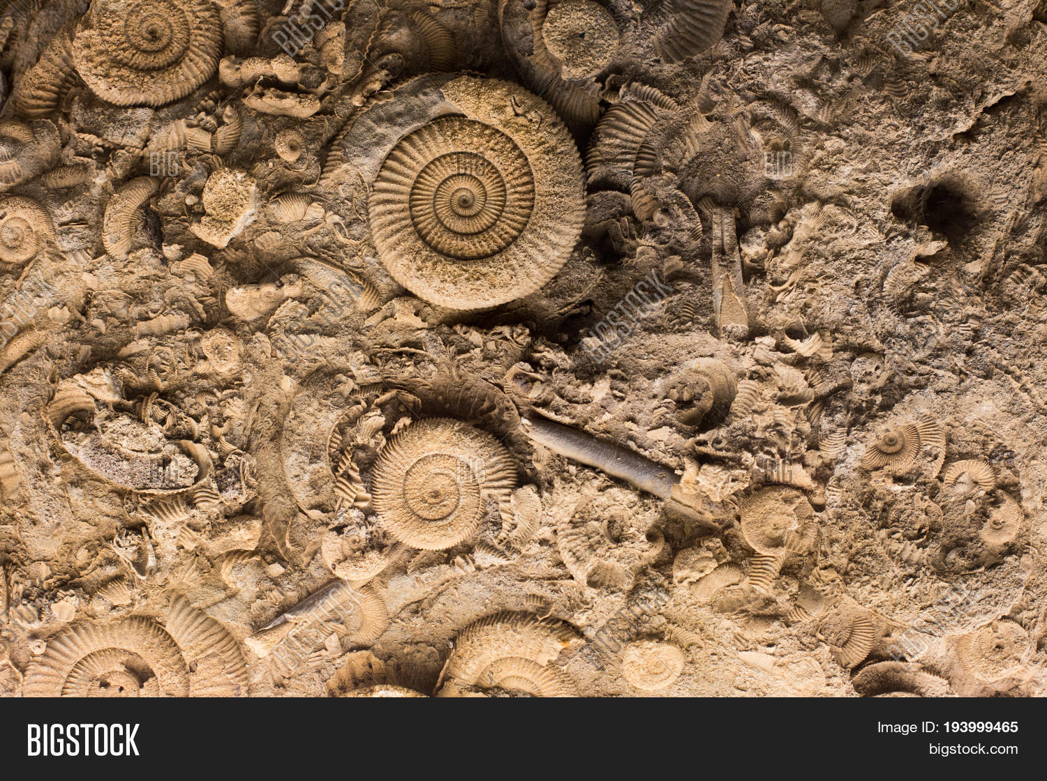 Fossils Stone Image & Photo (Free Trial) Bigstock