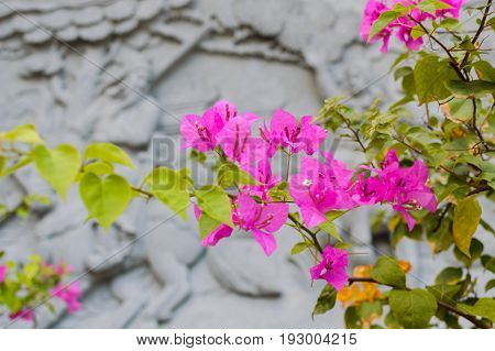 Flowerss And China Architecture