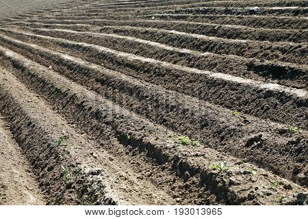 Furrow Plowed Field In The Spring Day