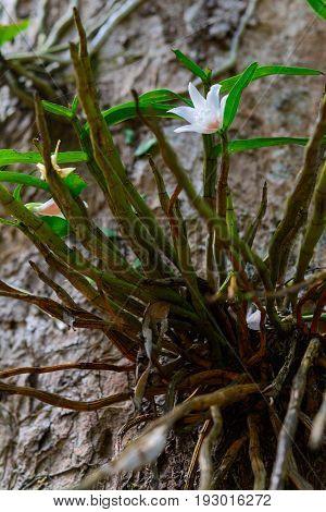 Dendrobium Draconis Rchb. F.