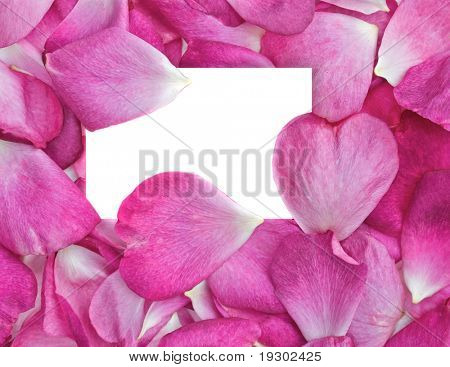 belli rosa petali di rosa con la carta bianca per il tuo messaggio