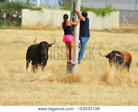 spanish bull in spain with big horns