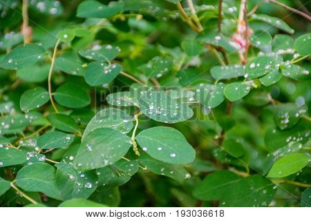 Drops of water on the leaves of the tree after the rain. University Botanical Garden named after Academician Fomin.