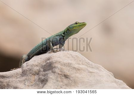 Male Platysaurus lizard on a brown rock in Mapungubwe South Africa.