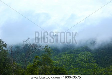Morning fog in a wild tropical rainforest in Kaeng Krachan national park Thailand