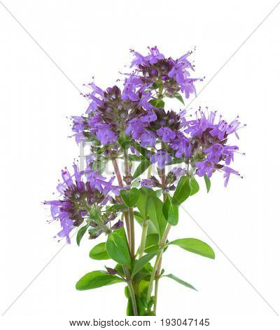 Few blooming sprigs of Wild Thyme (Thymus serpyllum) isolated on white background