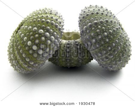 Conchiglie