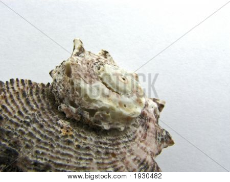Seashell