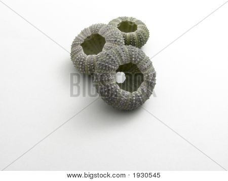 Conchiglie