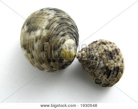 Seashells