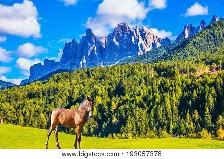 A sleek, slender horse in Val de Funes, Dolomites. The concept of ecological tourism. The valley in Tirol is surrounded by a dentate wall of dolomite rocks