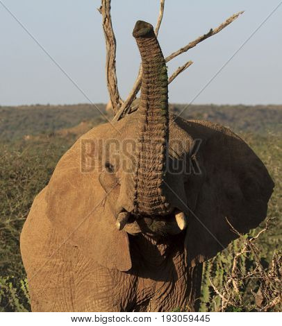 African Elephant raises trunk to smell the air
