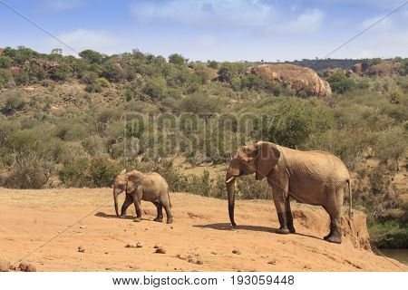 African Elephants